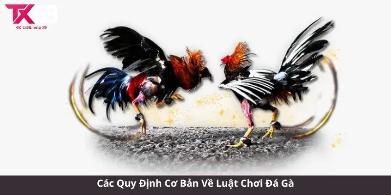 Luật chơi đá gà - Khám Phá Thế Giới Đá Gà Đầy Kịch Tính 2 Các Quy Định Cơ Bản Về Luật Chơi Đá Gà