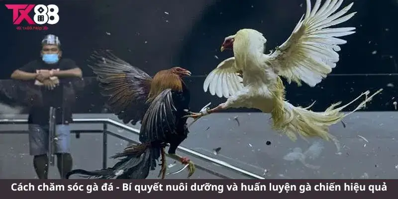 Cách chăm sóc gà đá - Bí quyết nuôi và huấn luyện gà chiến