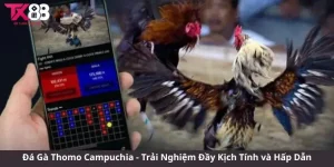Đá Gà Thomo Campuchia - Trải Nghiệm Đầy Kịch Tính và Hấp Dẫn