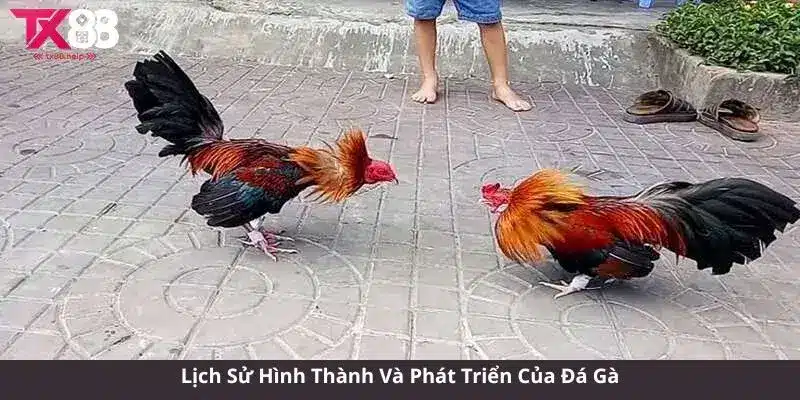 Luật chơi đá gà - Khám Phá Thế Giới Đá Gà Đầy Kịch Tính 1 Lịch Sử Hình Thành Và Phát Triển Của Đá Gà