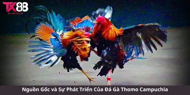 Đá Gà Thomo Campuchia - Trải Nghiệm Đầy Kịch Tính và Hấp Dẫn 1 Nguồn Gốc và Sự Phát Triển Của Đá Gà Thomo Campuchia