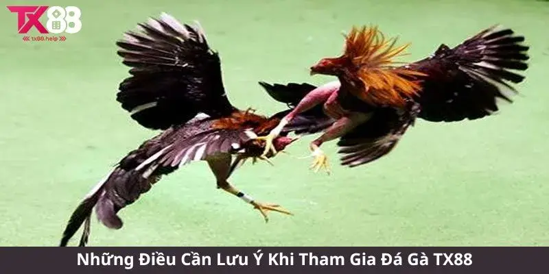 Những Điều Cần Lưu Ý Khi Tham Gia Đá Gà TX88
