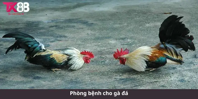 Phòng bệnh cho gà đá