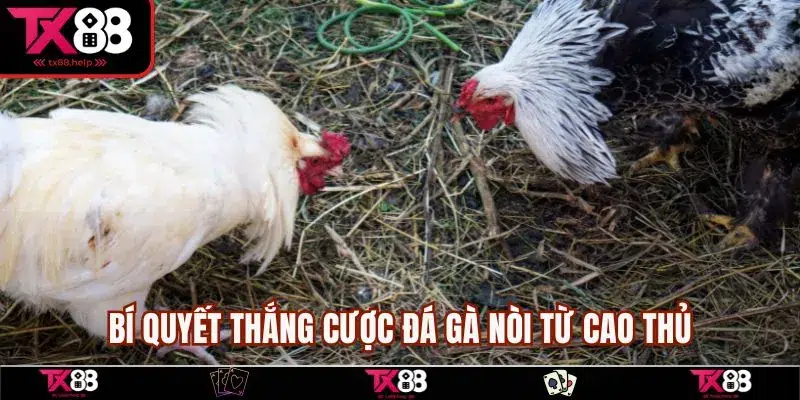 Bí quyết thắng cược đá gà nòi từ cao thủ