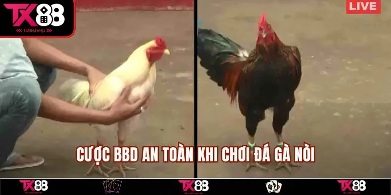 Cược BBD an toàn khi chơi đá gà nòi