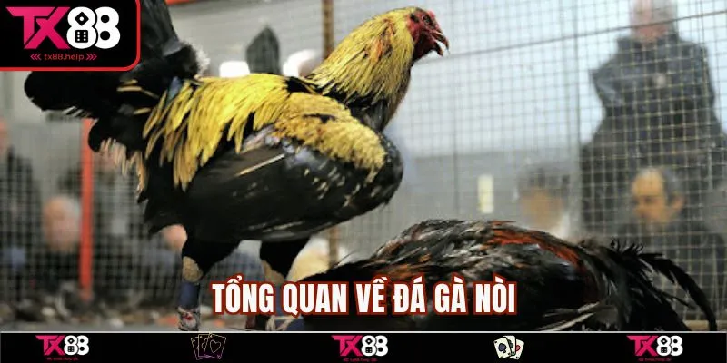 Tổng quan về đá gà nòi